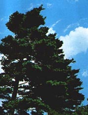 sosna wejmutka