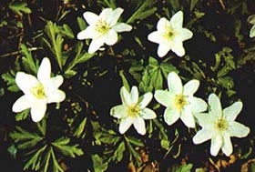 zdjcie zawilec gajowy